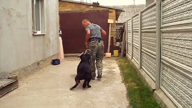 Как начинать занятие с молодым ротвейлером (Дюк) смотреть онлайн