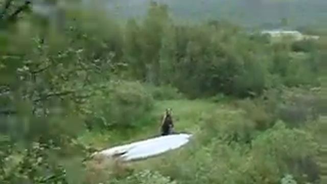 Медведь жрёт байду.Баренцево море. смотреть онлайн