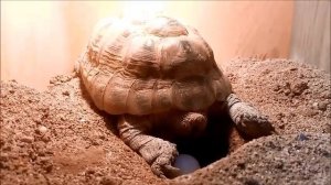 Разведение сухопутных черепах, кладка яиц. Breeding land turtles, laying eggs