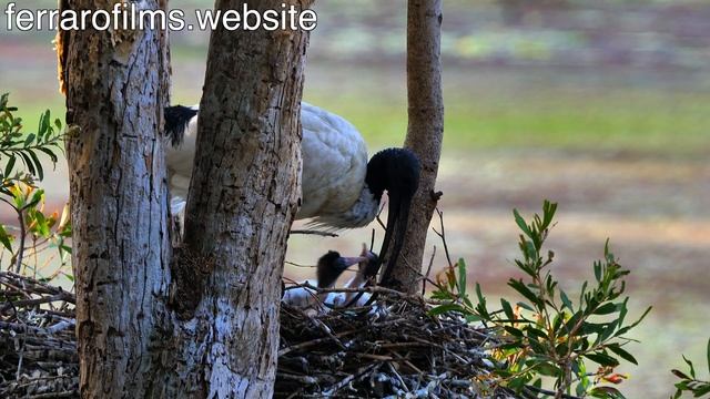 Australian White Ibis breeding смотреть онлайн