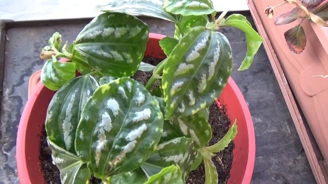 PILEA CADIEREI | PLANTA DE ALUMINIO | PILEA DE PLATA | PILEA SANDIA | MADRE PERLA | ???? смотреть онлайн