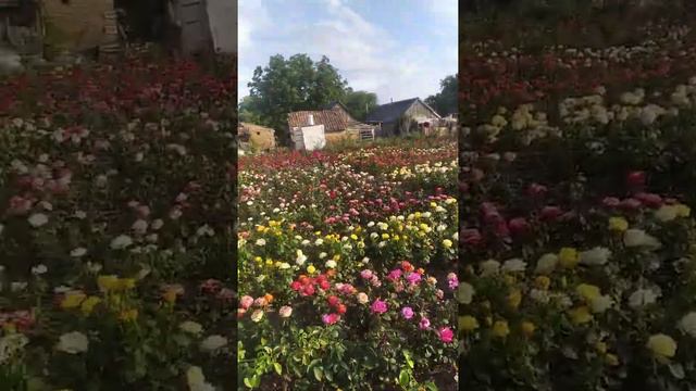 Саженцы роз от производителя. смотреть онлайн