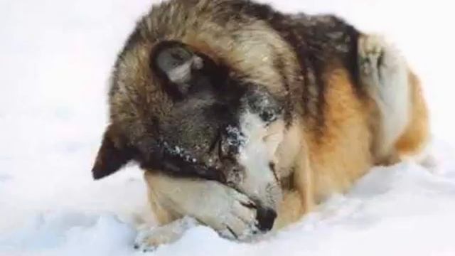 Николай Гайдук. Охота с вертолета. Стихи. смотреть онлайн