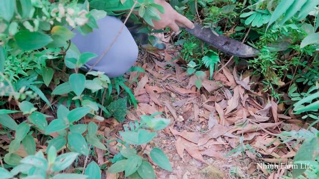 Venturing Into The Green Forest to Trap More Wild Chickens for Family Farm, Building Peaceful Life смотреть онлайн