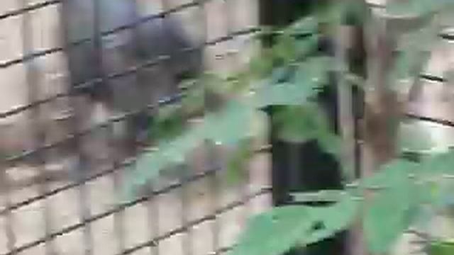 Волк и кабаны в новосибирском зоопарке. смотреть онлайн