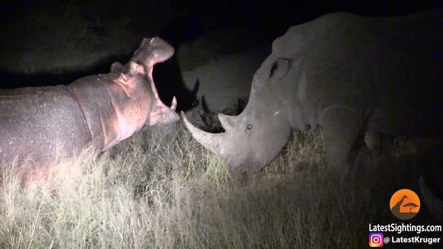 Hippo Learns Lesson From Rhinos смотреть онлайн