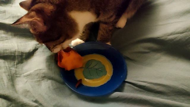 Кошка наелась хурмы и кайфует 😺 смотреть онлайн