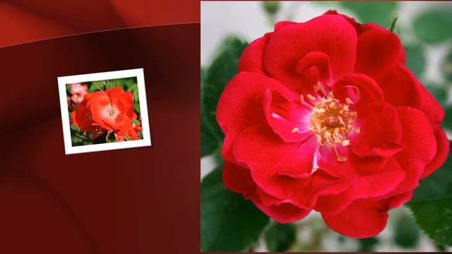 Edward MacDowell Op.51, No.1 To a Wild Rose смотреть онлайн