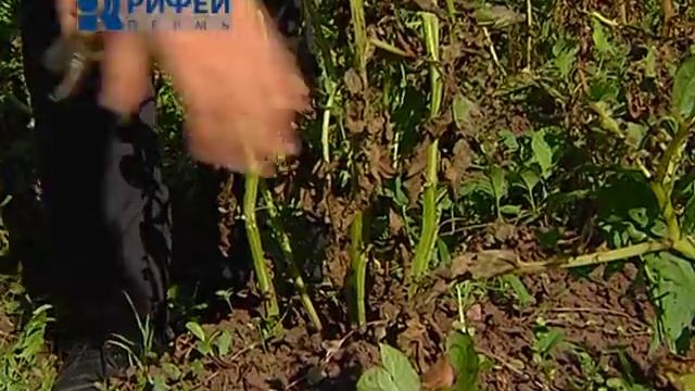 Зелёный участок. Фитофтороз на картофеле. смотреть онлайн