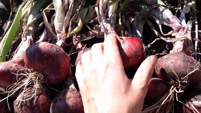 Даниловский семейный лук. смотреть онлайн