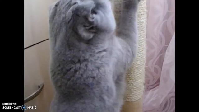 Кошка точит когти смотреть онлайн