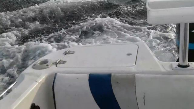 Great White Shark Attacks Boat In Tasmania, Australia. Original Footage