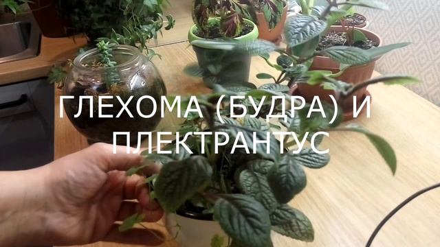 ДВА ЦВЕТКА В ОДНОМ ГОРШКЕ обзор