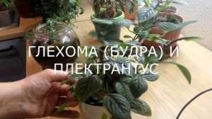 ДВА ЦВЕТКА В ОДНОМ ГОРШКЕ обзор