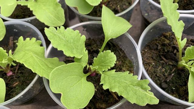 Radishes in 500 ml cups | Sowing to Harvest | Protection from Flea beetles and slugs/snails смотреть онлайн