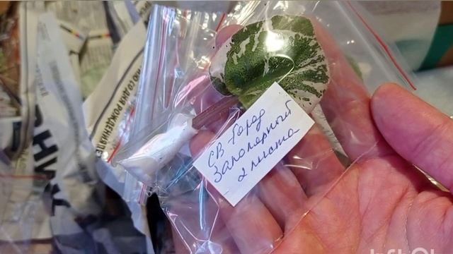 Посылка с Питера! Новинки Трейлерные сорта Фиалок в мою коллекцию. смотреть онлайн