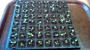 Первая подкормка петунии после пикировки. Корневой системе нужен фосфор!