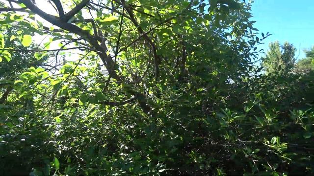 Оранжевые цветы под вишней, из которого выползло насекомое летом 2021 года смотреть онлайн