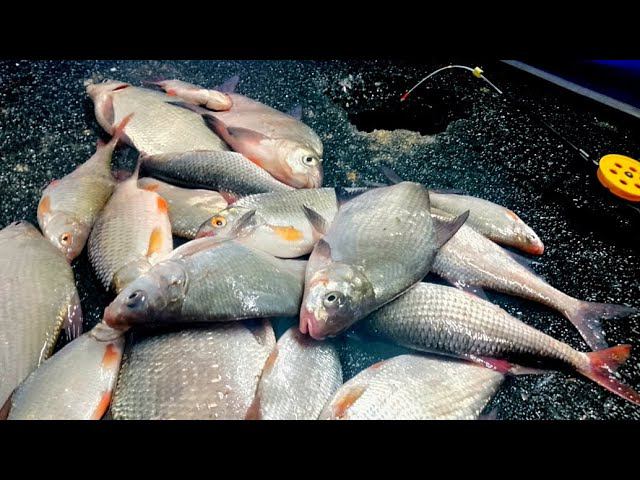 ОТВËЛ ДУШУ ВЕСНОЙ НА ЛЬДУ!!! ОДИН НА ЛЬДУ НОЧЬЮ! РЫБАЛКА смотреть онлайн