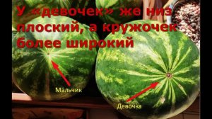 Как выбрать сладкий арбуз?