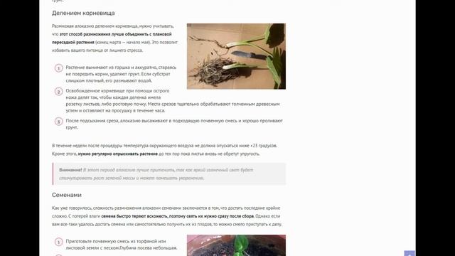 Размножение алоказии листом, детками, делением корневища и семенами: пошаговые инструкции смотреть онлайн