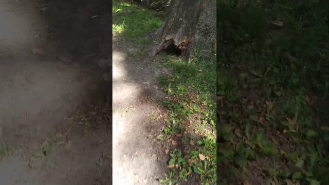 Лайфхак что делать если у тебя телефон разрядился #самокат смотреть онлайн