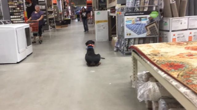 Axel | Doberman | Home Depot Obedience Training смотреть онлайн