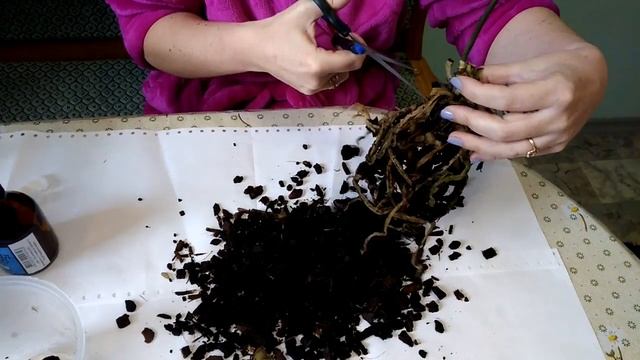 Попытка спасти орхидею.Trying To Save The Orchid.