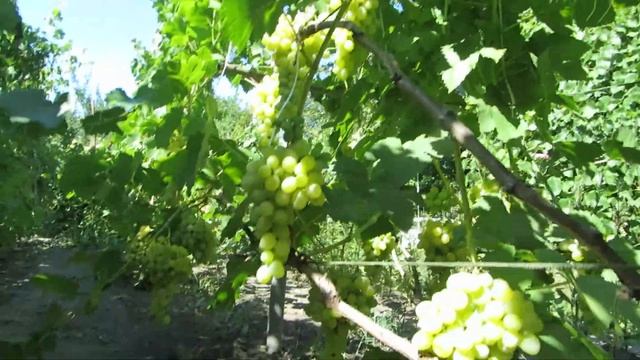 Ранние сорта винограда - Тасон, Преображение смотреть онлайн