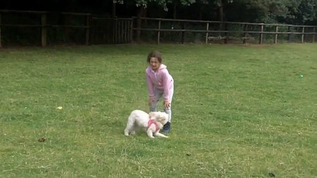 Cavachon Vs Cavapoo (cavoodle) - Comparison Between Two Cavalier King Charles Spaniel Dog Mix