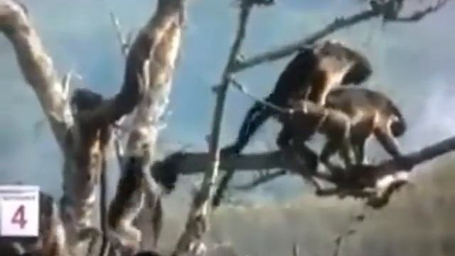 Обезяны трахнут друг друга смотреть онлайн