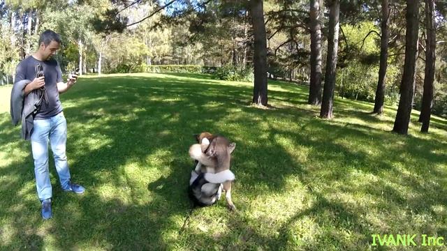 American Akita Inu Odgi and Hoshi (Американская Акита Ину) IVANK Inc смотреть онлайн