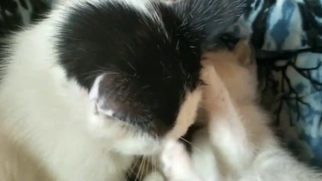 Видео про питомцев||Супер милое😍 смотреть онлайн