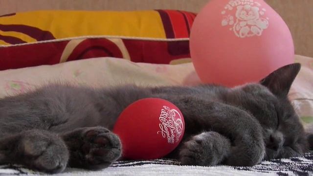 С ДНЁМ Варения от КотоБарса смотреть онлайн