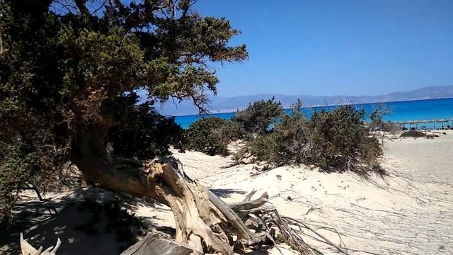 Ливийские кедры на острове Хриси смотреть онлайн