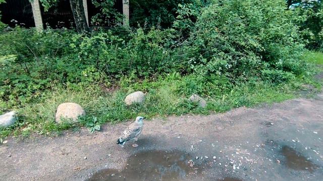 Не покатушка,а зоопарк ))) смотреть онлайн