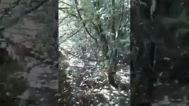 Загрязнение окружающей среды нечистотами и бациллами в ... смотреть онлайн