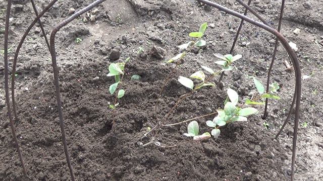 Жимолость из черенка смотреть онлайн