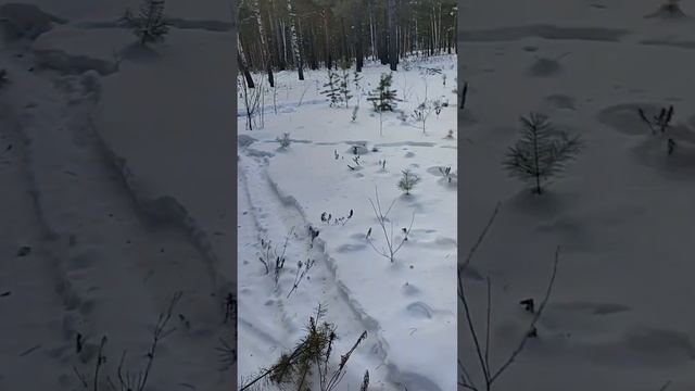 Поездка в лес на охоту. подняли солью солонцы.охота в Тюмени. #лес #тайга #зима #нива #охота #тюмен смотреть онлайн