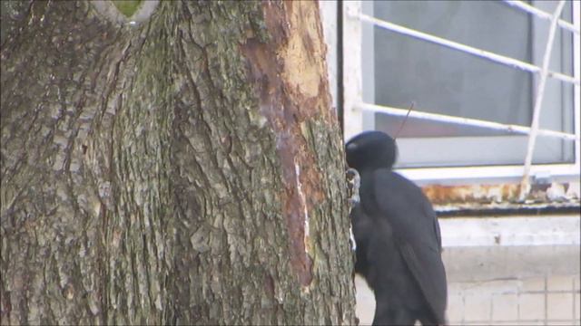 Чёрный дятел во дворе дома на Профсоюзной ул Москва 1 смотреть онлайн