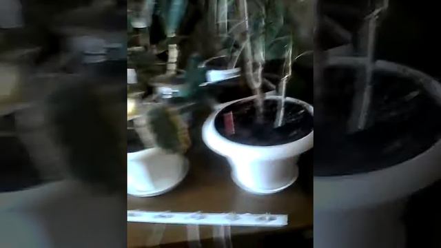 Бой с собакой смотреть онлайн