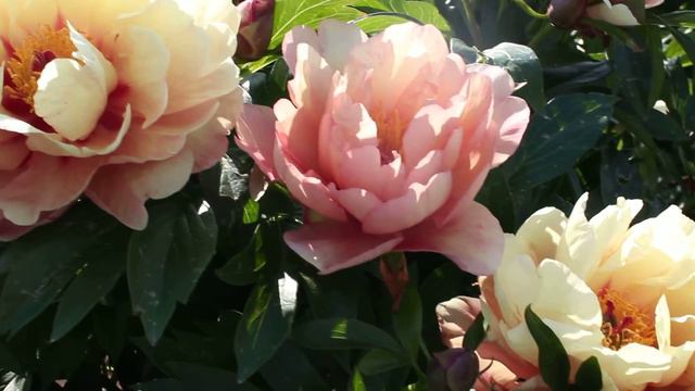Candy Cane | R2 Flowers BV | Peonies смотреть онлайн