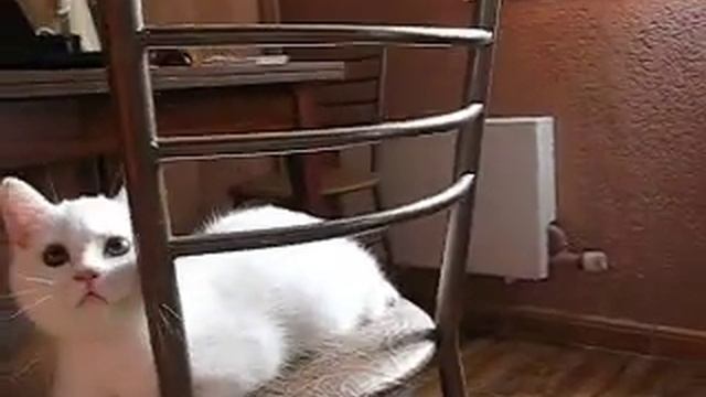 Белый шотландский котик смотреть онлайн