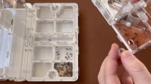 НОВЫЙ ФОРМИКАРИЙ ДЛЯ АФРИКАНСКИХ ГИГАНТОВ | Giant African harvester ant | Messor cephalotes