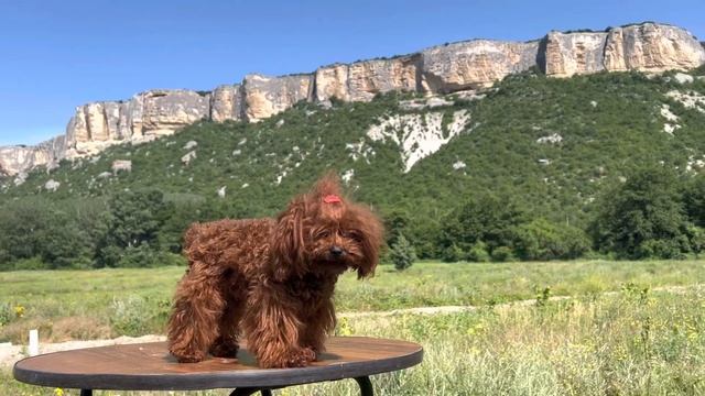 Teacup Teddy Poodle Микро пудель ти-кап тэдди Chen 2 года 1,4 кг рост 17 см +79788401270