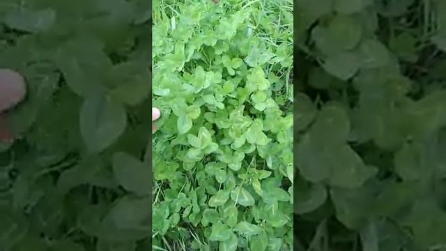 Самый везучий куст клевера смотреть онлайн