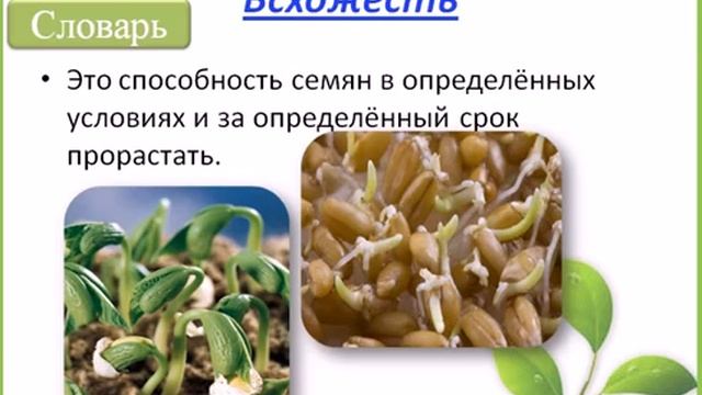 Прорастание семян смотреть онлайн