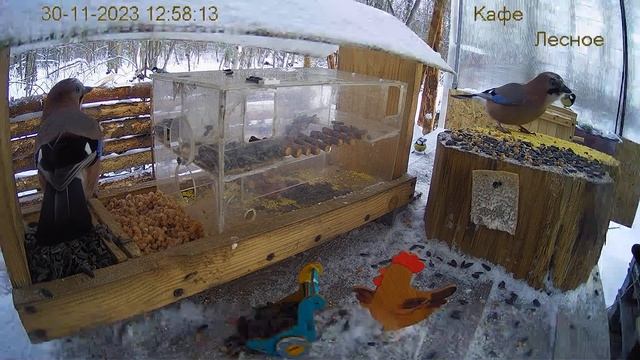 Модернизация Кафе "Лесное" смотреть онлайн