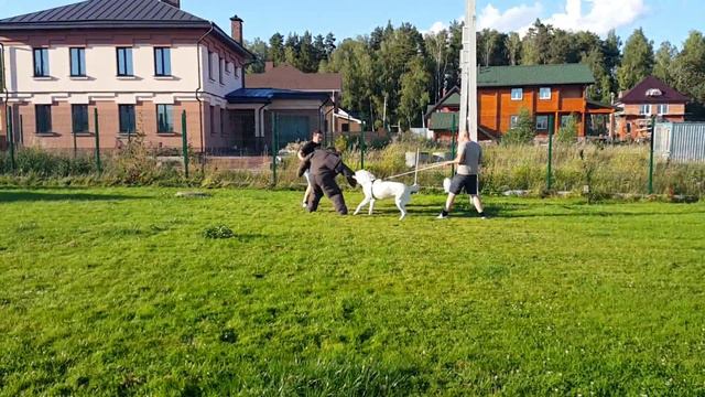 Акташ 1 год 9 месяцев дрессировка (часть 2) смотреть онлайн