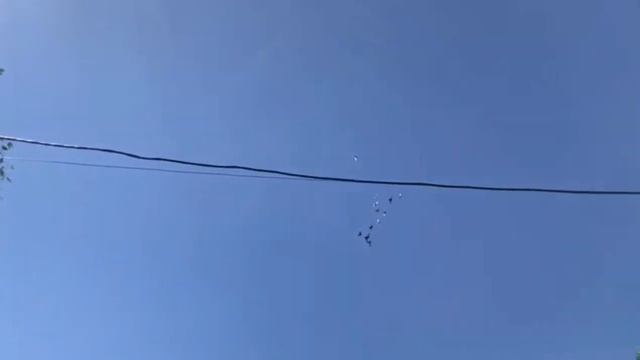 Молодёжь цветных бойных пока молчит. Жетысу Турлі түсті көгершіндердін жастары. #голуби смотреть онлайн